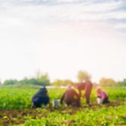 Decifrando o marketing para o agronegócio brasileiro