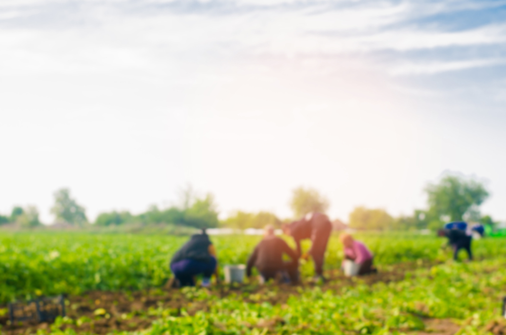 Decifrando o marketing para o agronegócio brasileiro