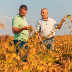 Marketing para agricultura familiar em 3 pontos essenciais